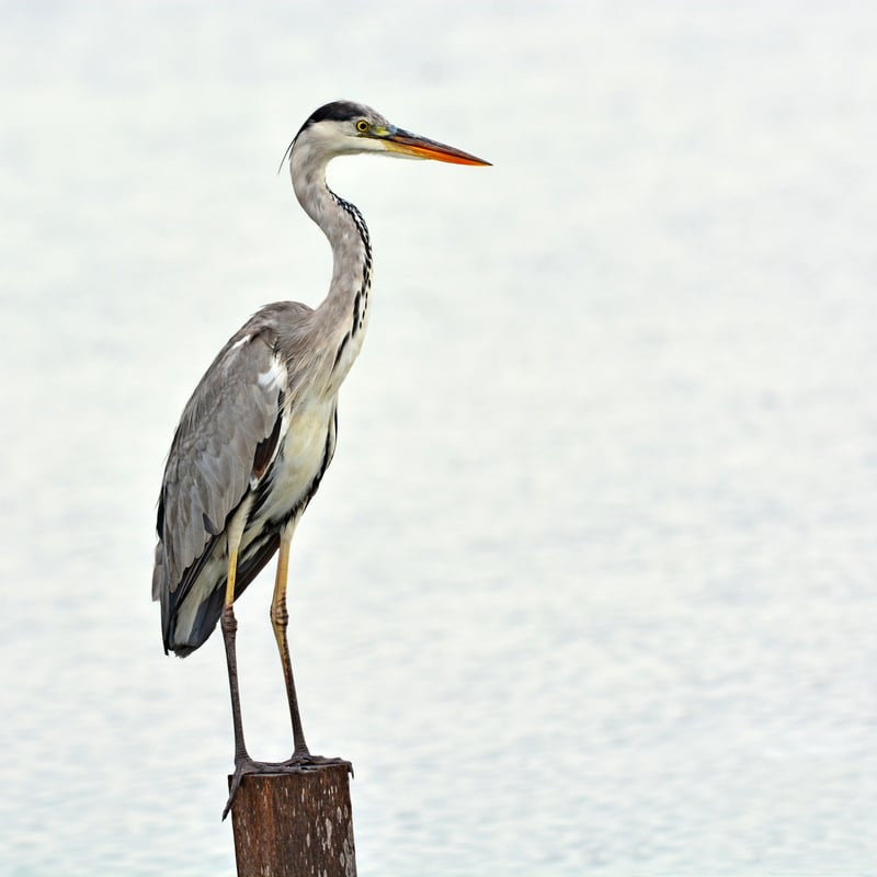 Grey Heron bird